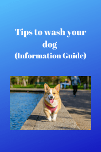 wash your dog (Information Guide)