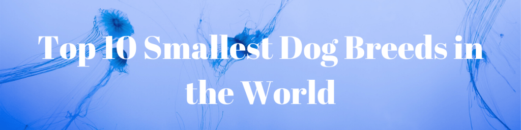Top 10 Smallest Dog Breeds