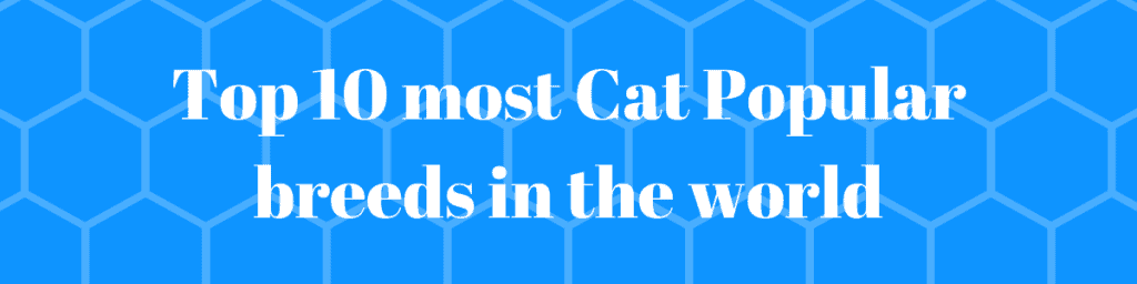 Top 10 most  cat popular breeds in the world