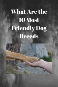  Dog Breeds