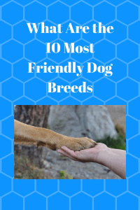 What  Friendly Dog Breeds