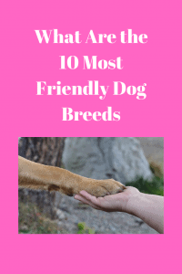 What Are the 10 Most Friendly Dog 