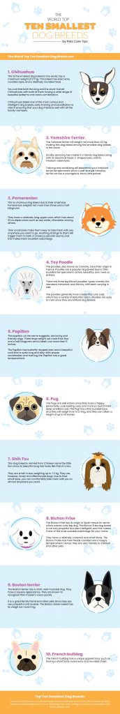 The World Top Ten Smallest Dog Breeds