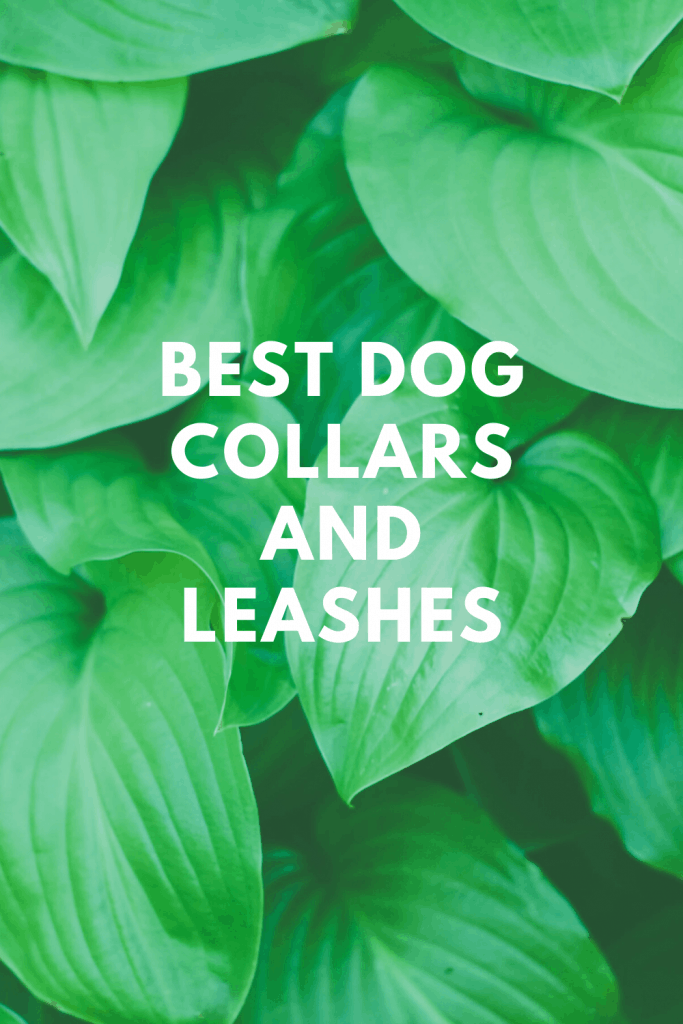 Best Dog Collars and Leashes