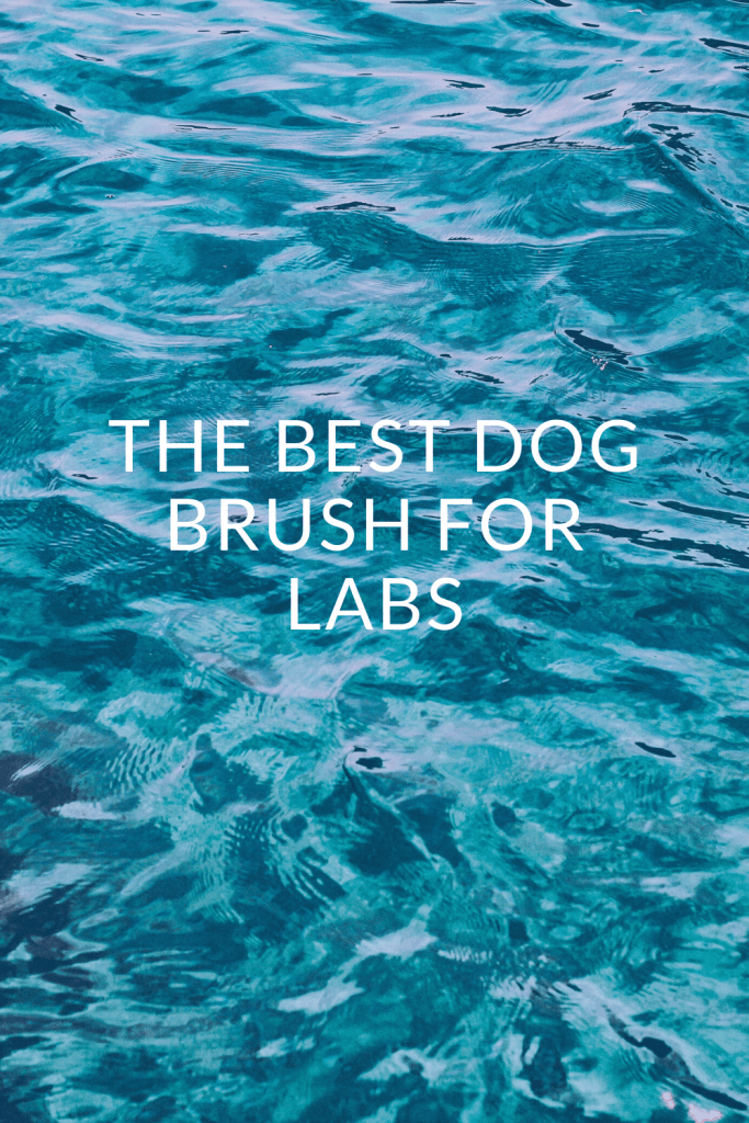 The Best Dog Brush