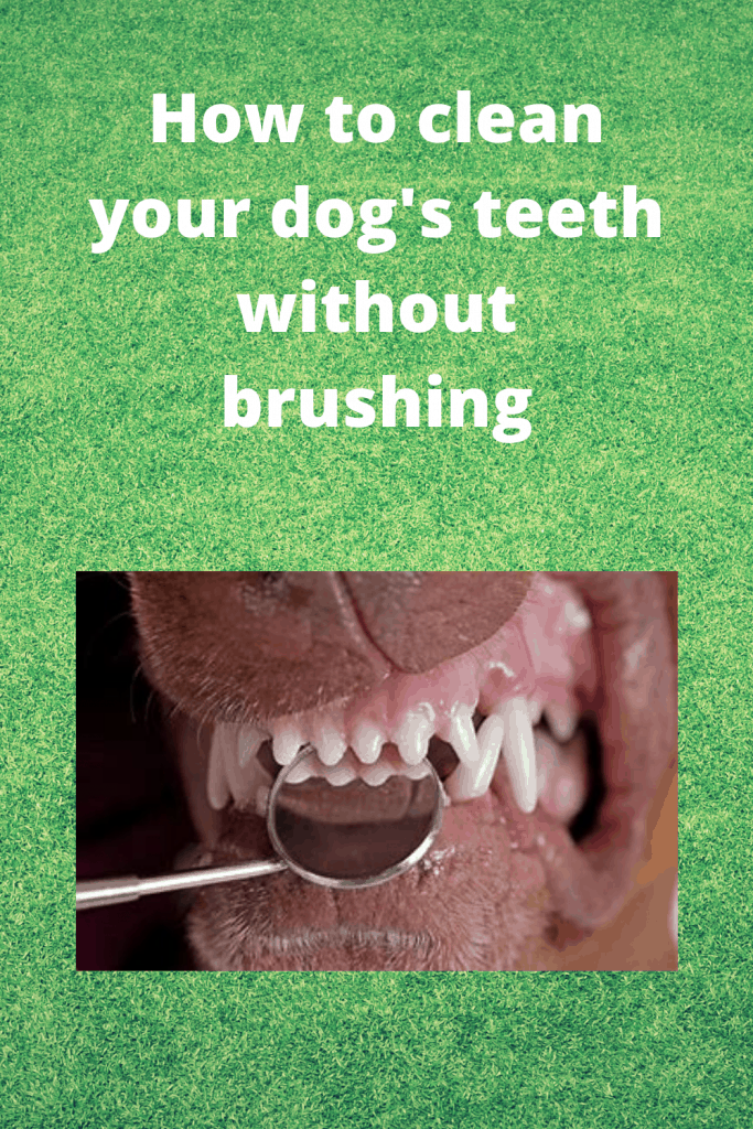 How to clean your dog's teeth without brushing