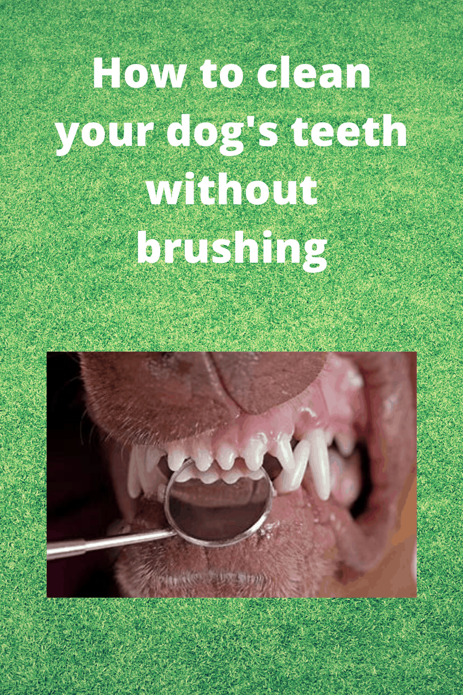 How to clean your dog's teeth without brushing Pets Care Tips