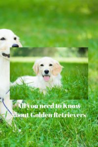 retrievers