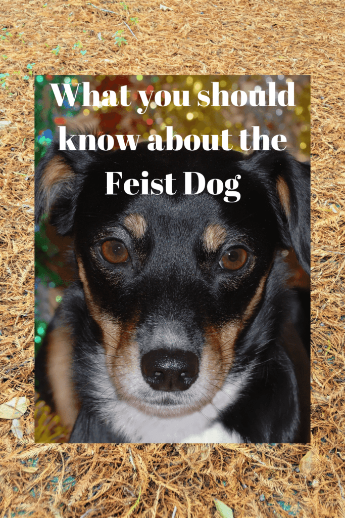 What you should know about the Feist Dog