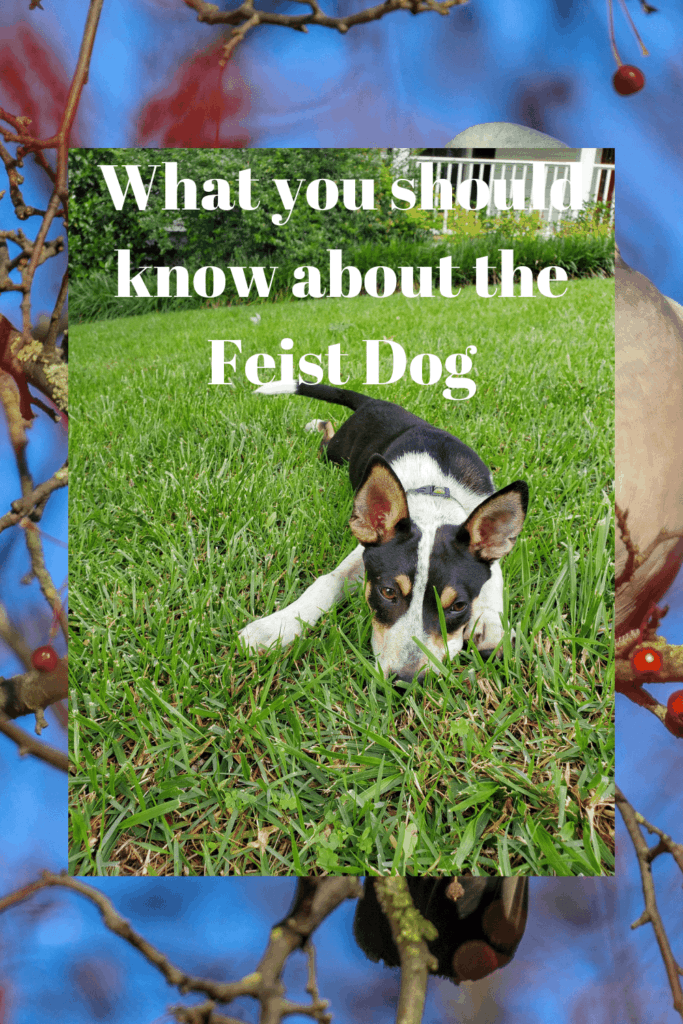 know about the Feist Dog