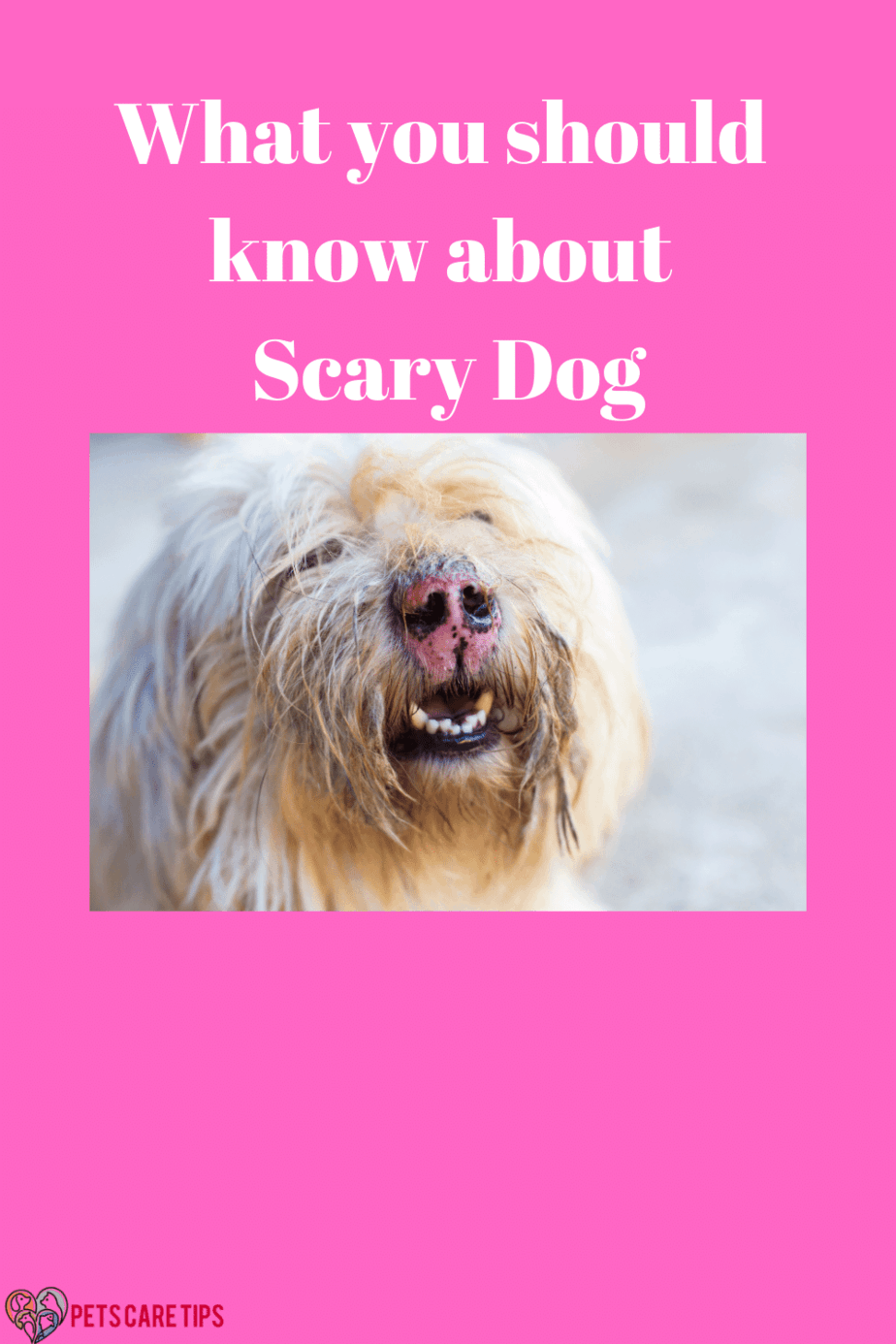 What you should know about Scary Dog - Pets Care Tips