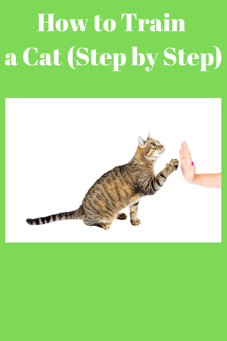 How to Train a Cat to Behave Pets Care Tips